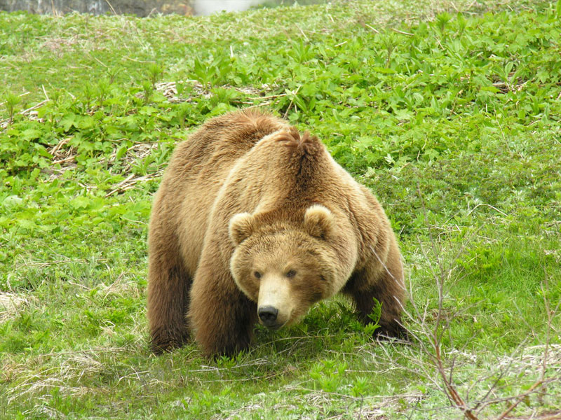 Охотничий тур на медведя